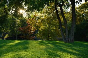 Fototapeta na wymiar Baum mit Sonne im Park, Gegenlicht