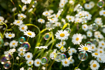 Background of field of daisy flowers in bloom. Sunny summer day, rays of light.