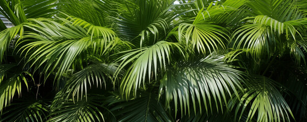 Fototapeta na wymiar Lush palm canopy banner providing a dense tropical vacation background