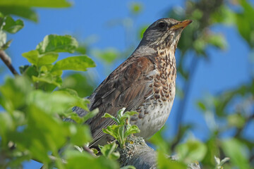 A song thrush, Turdus philomelos, perched on a tree branch