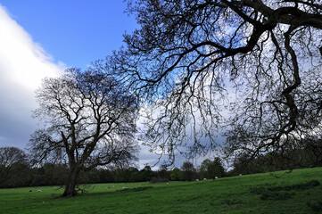 Fototapeta premium The beautiful trees in the field