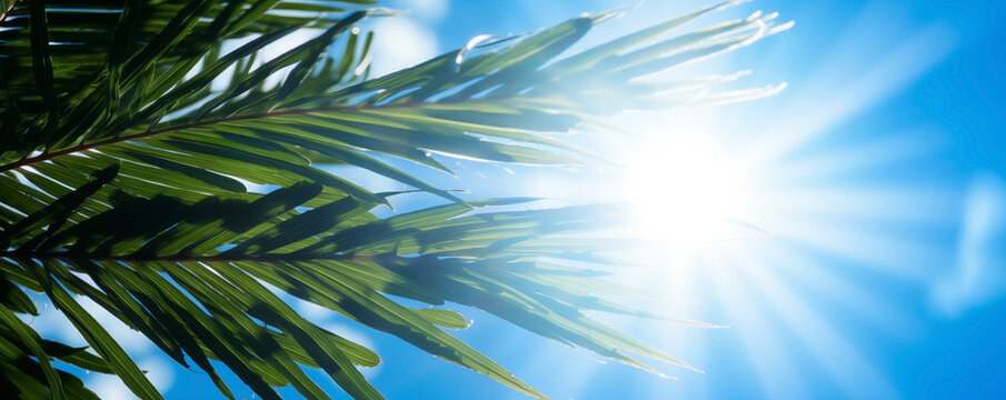Tropical palm leaves against the sun in a clear blue sky banner background