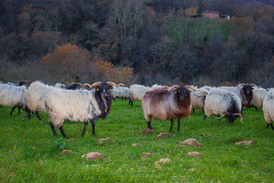 Grupo de carneros del Pirineo