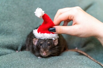 Rat Santa hat. Symbol of the Chinese New Year. Funny black rat Dumbo in a red santa checker on a...