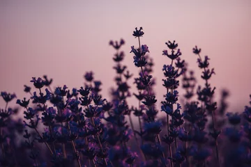 Fototapeten Lavender flower background. Violet lavender field sanset close up. Lavender flowers in pastel colors at blur background. Nature background with lavender in the field. © svetograph