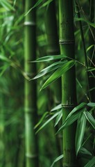Bamboo Forest close up at day. Generative Ai