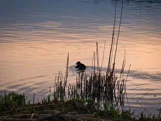Duck at Sunset