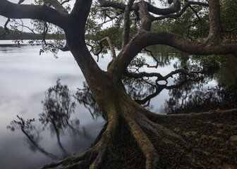 tree and reflection along wooli river lake in nsw australia