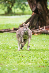 Naklejka na ściany i meble A Kangaroo Joey Playing With Mother in the Australian Grasslands, Tower Hill Wildlife Reserve, Australia