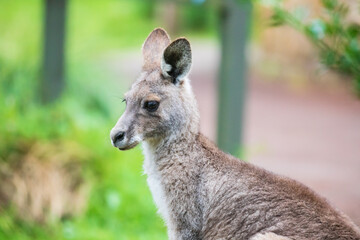 Gentle Gaze of a Kangaroo in the Wild, Tower Hill Wildlife Reserve, Australia