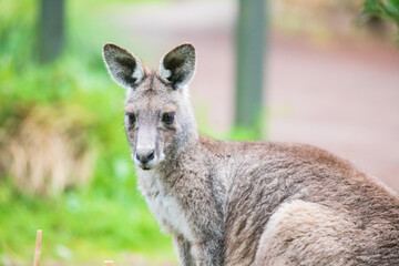Naklejka na ściany i meble Gentle Gaze of a Kangaroo in the Wild, Tower Hill Wildlife Reserve, Australia