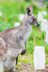 Gentle Gaze of a Kangaroo in the Wild, Tower Hill Wildlife Reserve, Australia