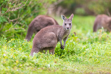 Grazing Kangaroos in the Verdant Australian Meadows, Tower Hill Wildlife Reserve, Australia