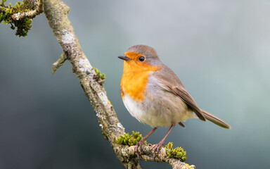 Robin Bird (Erithacus rubecula) perched on a branch