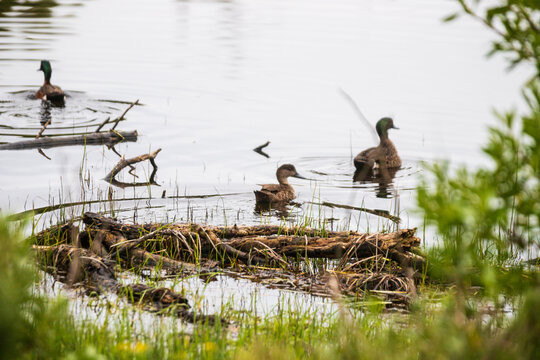 Tranquil Lake Scene with Ducks Amidst Lush Greenery, Tower Hill Wildlife Reserve, Australia