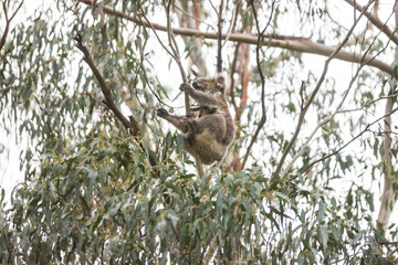 Serene Koala’s Morning in the Eucalyptus Sanctuary, Tower Hill Wildlife Reserve, Australia