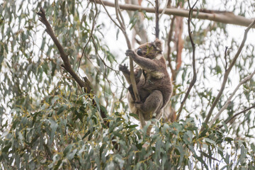 Serene Koala’s Morning in the Eucalyptus Sanctuary, Tower Hill Wildlife Reserve, Australia