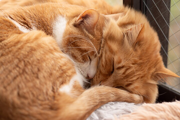 仲良く眠る二匹の猫