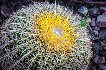 Sun-Kissed Thorns: The Radiant Yellow Cactus Standout