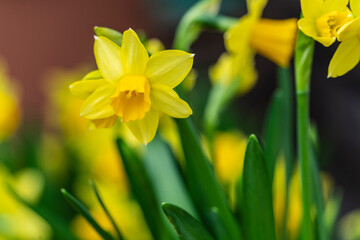 flowering yellow daffodil, Narcissus ,family Amaryllidaceae, Mallorca, Spain