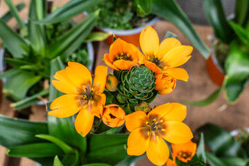 Ornithogalum dubium with orange flowers, family Asparagaceae, Mallorca, Spain