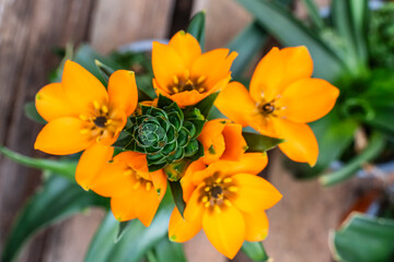 Ornithogalum dubium with orange flowers, family Asparagaceae, Mallorca, Spain