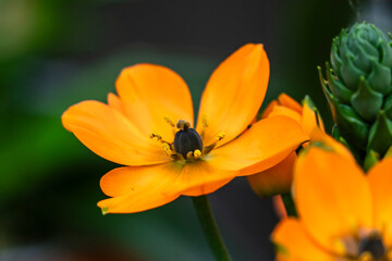 Ornithogalum dubium with orange flowers, family Asparagaceae, Mallorca, Spain