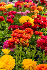 Ranunculus flowering, family Ranunculaceae. Mallorca, Spain