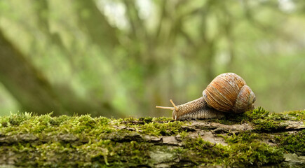 Snail on mossy tree close up, abstract natural green background. purity of nature, care about the...