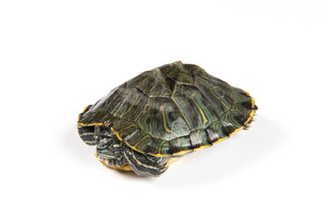 Red eared slider isolated on white background.