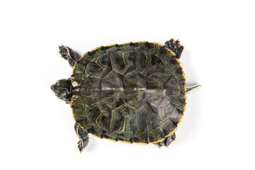Red eared slider isolated on white background.