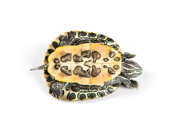 Red eared slider isolated on white background.