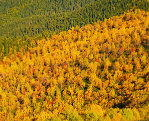 beautiful top view of autumn forest, green and yellow
