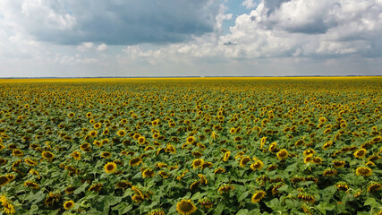 A field of sunflowers under a cloudy sky.