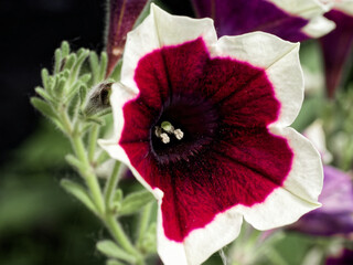 A bright purple flower’s inner details are highlighted, surrounded by soft green petals.