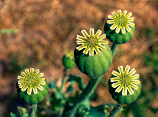 The image features four green seed pods with white, star-like structures on top, set against a...