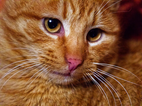 Half of a cat’s face is visible, showcasing its vibrant green eye and orange fur; the other half is obscured.