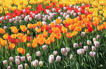 Background of a lot blooming and lush colored tulips (Tulipa L). Sea of colorful tulips. Spring and warm landscape with blooming flowers in the light of the sun. City park decoration. Carpet of tulips