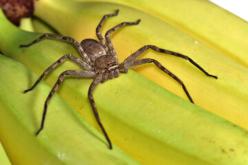 Closeup of the giant crab or banana spider Heteropoda venatoria (Araneae: Sparassidae), a tropical...