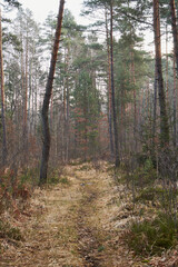 leśna ścieżka 