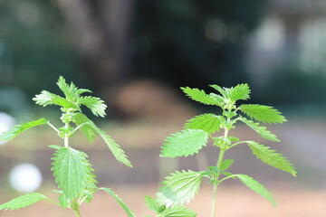 close up of nettle plant in spring