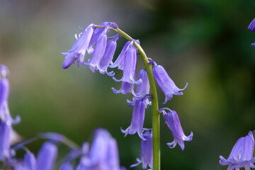 Spanisches Hasengl&ouml;ckchen