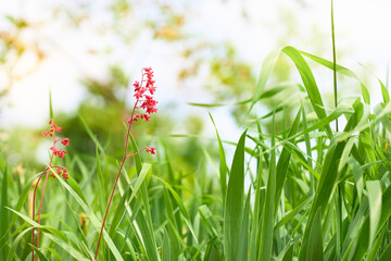 Red cute flower among green grass in the meadow