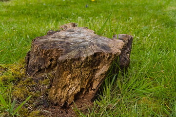 Tree stump in the grass