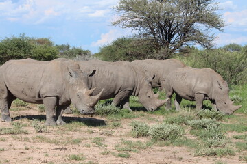 Obraz premium white rhino family