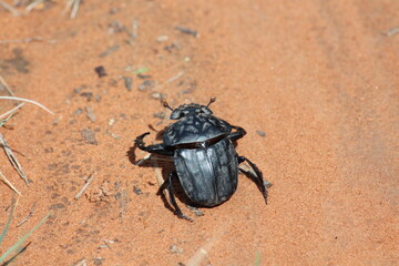 stag beetle on the ground