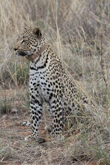 A leopard in the wild is in plain sight.