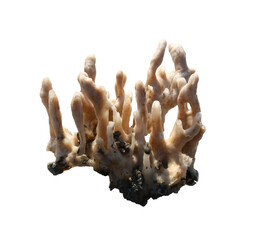 Marine sponges or coralline sponge with transparent image.