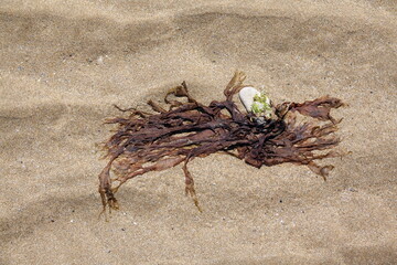 Blasentang an einem Strand