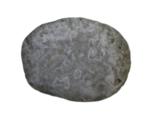White dead coral rocks or brain coral stone with transparent image.